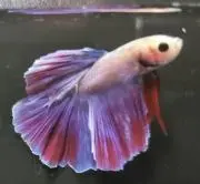 いろどりの画像
