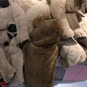sheep