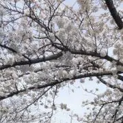 mimiminkの画像