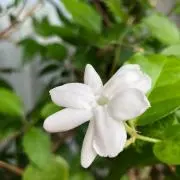 こちの画像