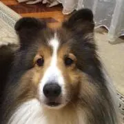 みさにゃん♫の画像