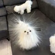 むひ