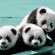パオパオの画像