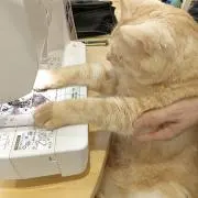 なつ (=^ェ^=)の画像
