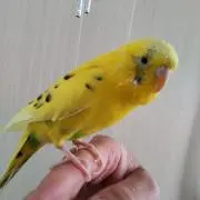 キキちゃんの画像