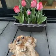 めるめるの画像
