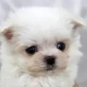 ちろの画像