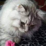 ゆかり