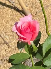 かみぃの画像