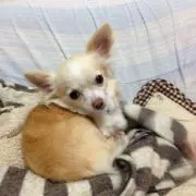 KIRA