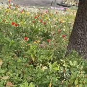 おふね