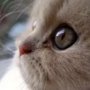 ぽちゃ