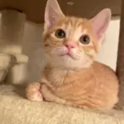 ちゃるの画像