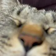 マジェス汰