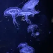 もちゃこ