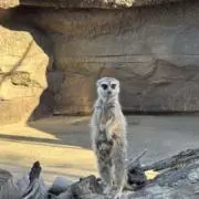 灰太郎の画像