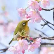 ユダ