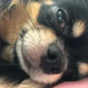 にこたま