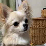 ゆいぴー