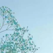 ハナ