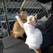 じゅんじゅんの画像