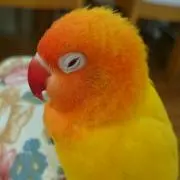 きぃちょん