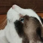茱萸の画像
