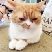 Hossyの画像