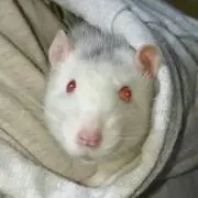 かよりん