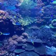 ゆらの画像