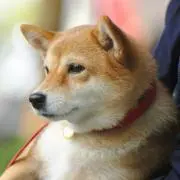C-ODY【プロフ必読ください】匿名配送の画像