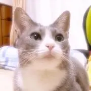 ひの画像