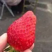 ベルガモットの画像