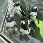 きさらの画像