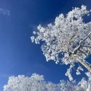 ききの画像