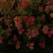 モネ✿.*・の画像