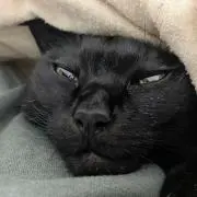かっこんの画像