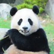 パンダ3