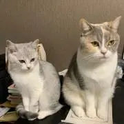 林檎