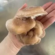 ひなの