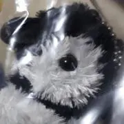 ペンの画像