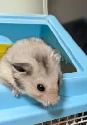 ウサビッチの画像
