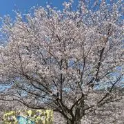 みー