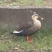 yyyの画像