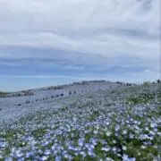 もちの画像