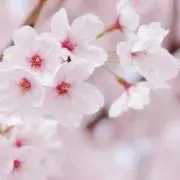 *さくらこ*の画像