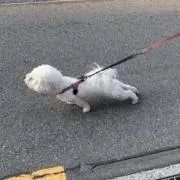 やぎの画像