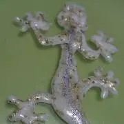ひよ