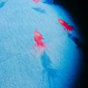 Necoの画像