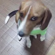 いだてん
